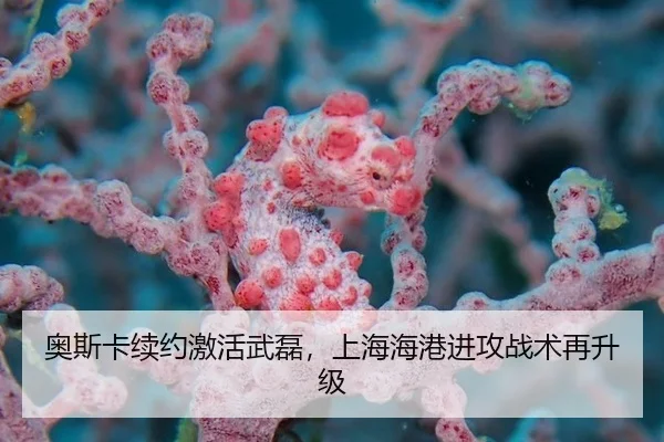 奥斯卡续约激活武磊，上海海港进攻战术再升级