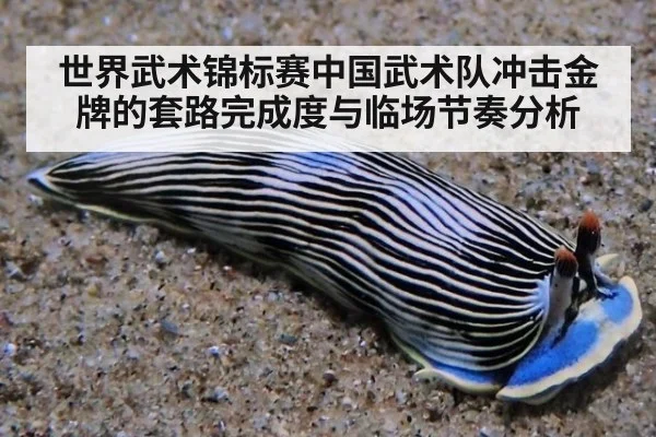 世界武术锦标赛中国武术队冲击金牌的套路完成度与临场节奏分析